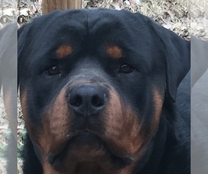 Father of the Rottweiler puppies born on 08/20/2019