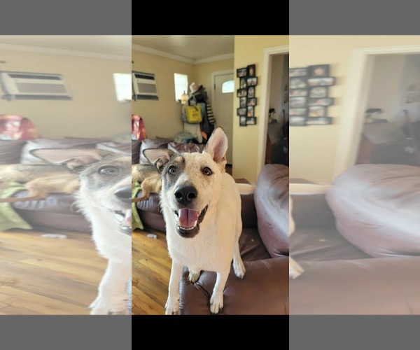 Medium Photo #20 Siberian Husky-Unknown Mix Puppy For Sale in Sandy, UT, USA