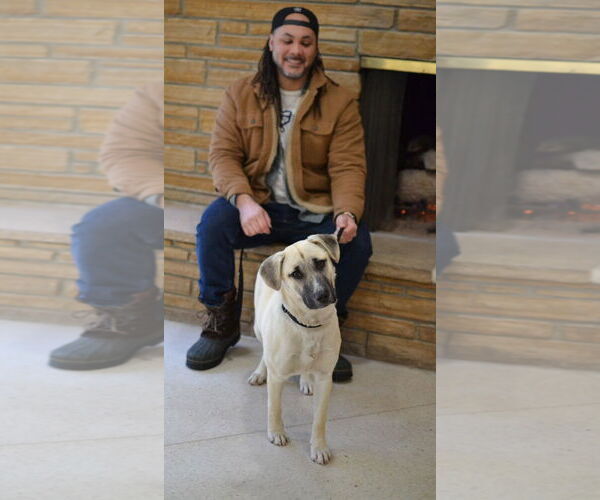 Medium Photo #4 Anatolian Shepherd-Unknown Mix Puppy For Sale in Germanton, TN, USA