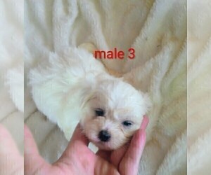 Mal-Shi Puppy for sale in WOBURN, MA, USA