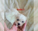 Image preview for Ad Listing. Nickname: Malshi