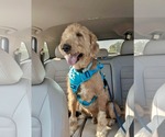 Small #1 Golden Retriever Mix