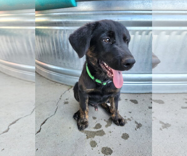 Medium Photo #1 Mutt Puppy For Sale in Bellevue, WA, USA