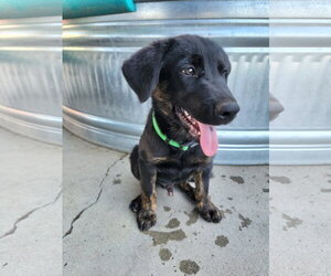Mutt Dogs for adoption in Bellevue, WA, USA