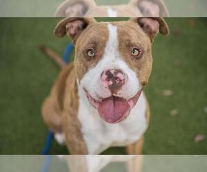 Medium Staffordshire Bull Terrier