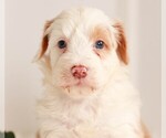 Small Photo #2 Miniature Bernedoodle Puppy For Sale in KILLINGER, PA, USA
