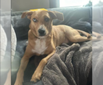 Small Labrador Retriever Mix