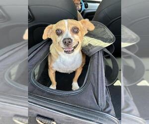 Chihuahua Dogs for adoption in San Antonio, TX, USA