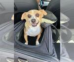 Small Chihuahua