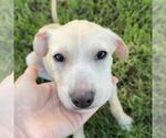 Small #7 Labrador Retriever Mix