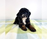 Small #1 Bernedoodle (Miniature)