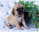 Small Photo #12 Puggle Puppy For Sale in WAKARUSA, IN, USA