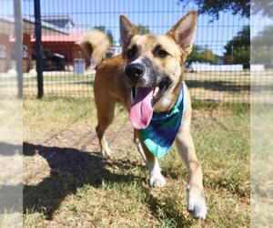 German Shepherd Dog-Unknown Mix Dogs for adoption in San Antonio, TX, USA