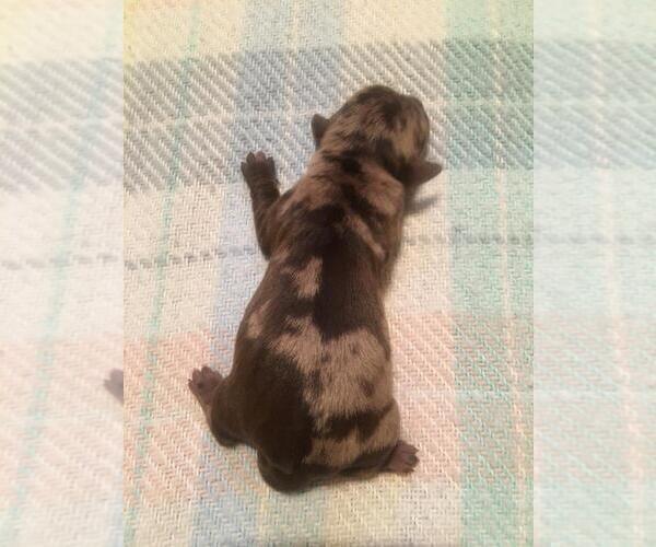 Medium Photo #1 Dachshund Puppy For Sale in BUTLER, PA, USA