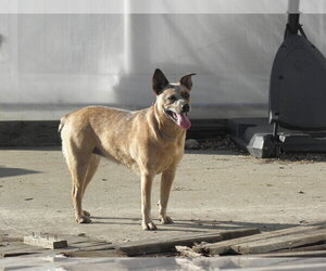 Australian Cattle Dog-Border Collie Mix Dog for Adoption in BUCKLIN, Missouri USA