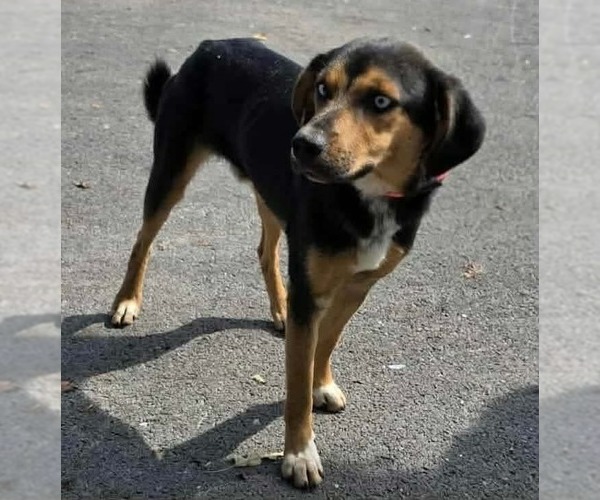 Medium Photo #3 Beagle-Unknown Mix Puppy For Sale in Westwood, NJ, USA