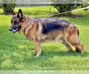 Father of the German Shepherd Dog puppies born on 04/19/2021