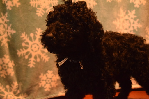 Medium Photo #1 Poodle (Standard) Puppy For Sale in BEAVERTON, OR, USA