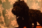 Small Photo #1 Poodle (Standard) Puppy For Sale in BEAVERTON, OR, USA