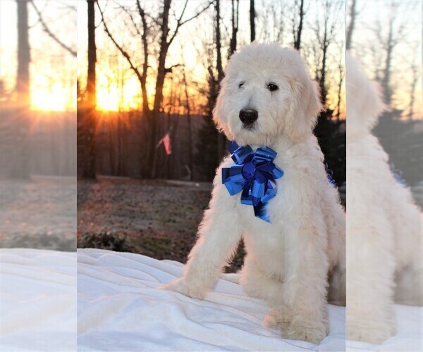 Medium Photo #3 Goldendoodle Puppy For Sale in TIMBERLAKE, NC, USA