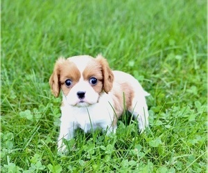 Cavalier King Charles Spaniel Puppy for sale in WOOSTER, OH, USA