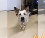 Small Mutt