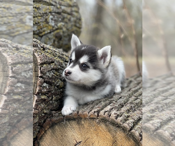 Medium Photo #20 Pomsky Puppy For Sale in STAPLES, MN, USA