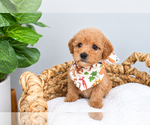 Puppy Chaos Goldendoodle (Miniature)