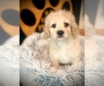 Small #2 Cockapoo (Toy)