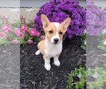 Small #4 Pembroke Welsh Corgi