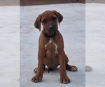 Puppy Puppy 3 Rhodesian Ridgeback