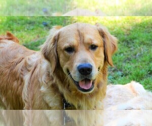 Father of the Golden Retriever puppies born on 04/19/2021
