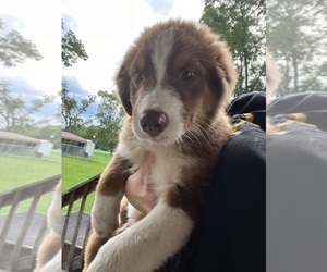 Australian Shepherd Puppy for sale in WAYCROSS, GA, USA