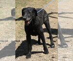 Small Great Dane Mix