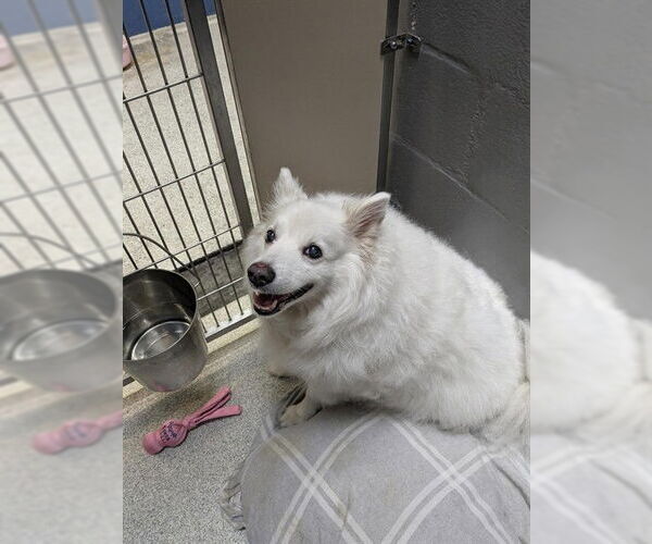 Medium Photo #1 American Eskimo Dog Puppy For Sale in Alameda, CA, USA