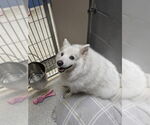 Small American Eskimo Dog
