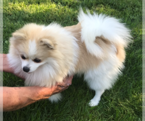Mother of the Pomeranian puppies born on 11/30/2019