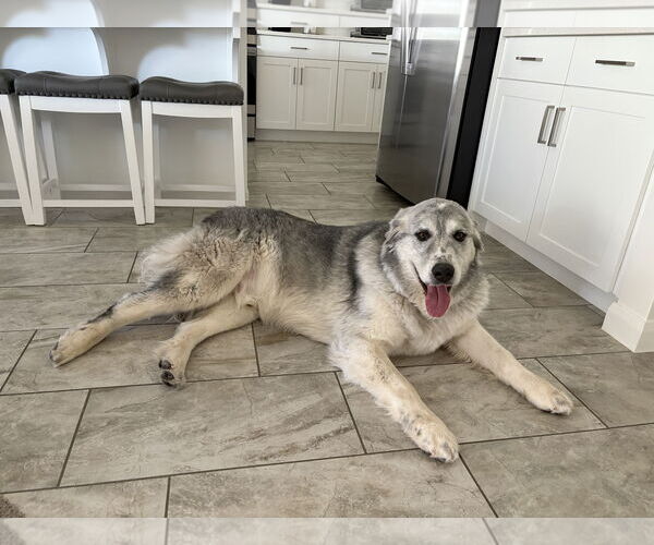 Medium Photo #4 Great Pyrenees Puppy For Sale in Bountiful, UT, USA