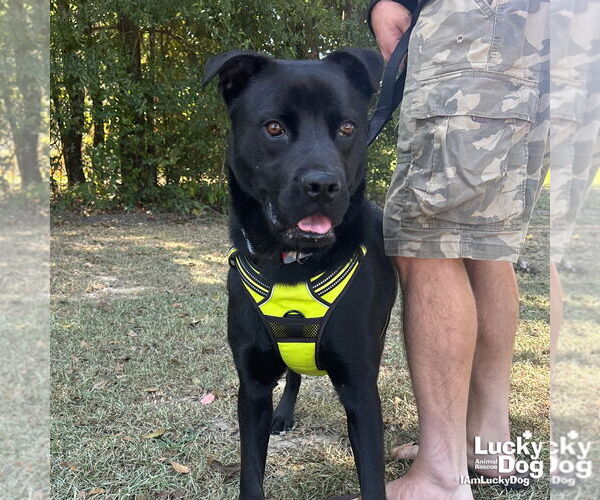 Medium Photo #5 Chow Chow-Retriever  Mix Puppy For Sale in Washington, DC, USA