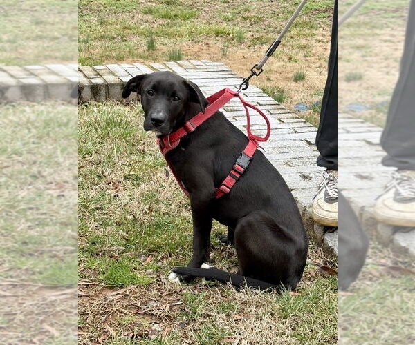 Medium Photo #4 Labrador Retriever Puppy For Sale in Mooresville, NC, USA