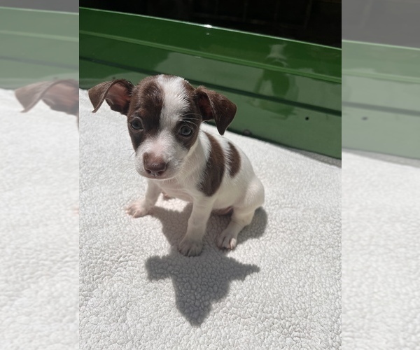Medium Photo #15 Jack Chi Puppy For Sale in SAINT AUGUSTINE, FL, USA