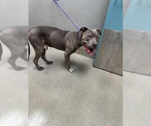 American Pit Bull Terrier-Unknown Mix Dogs for adoption in Las Vegas, NV, USA