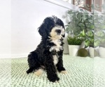 Small #3 Bernedoodle (Miniature)