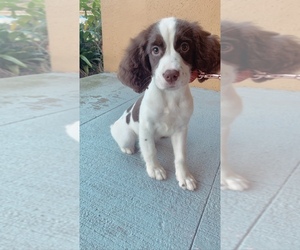 English Springer Spaniel Puppy for sale in LABELLE, FL, USA