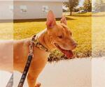 Small Photo #2 Staffordshire Bull Terrier-Unknown Mix Puppy For Sale in Grand Prairie, TX, USA