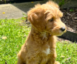 Puppy Miss Yellow Aussiedoodle