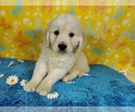 Small Photo #23 English Cream Golden Retriever Puppy For Sale in PEYTON, CO, USA