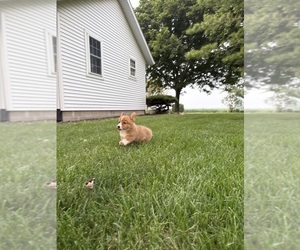 Medium Pembroke Welsh Corgi