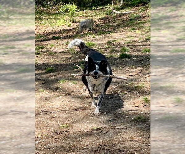 Medium Photo #3 Mutt Puppy For Sale in Garden City, NY, USA