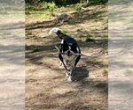 Small #2 Mutt